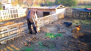 Вес поросят породы Венгерская Пуховая Мангалица! / Сравним вес в 10 и 42 дня! /Вовкин Двор!