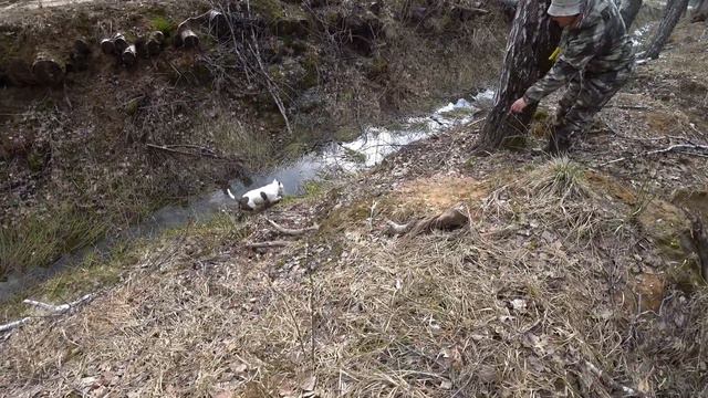 Лучшая физкультура это лес. Амстафф на выгуле смотреть онлайн