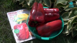 Сладкий перец Кинг