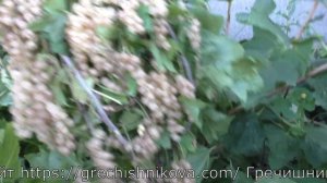 БАЯНА белоплодная смородина гигант по размерам и урожайности