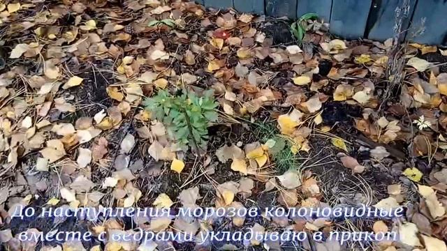 КАК СОХРАНИТЬ САЖЕНЦЫ ЗИМОЙ В ПРИКОПЕ?