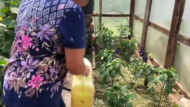 ИРИСОВАЯ МУХА/ПОДКОРМКА ЛУКА смотреть онлайн