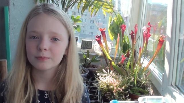 Как я работаю пчёлкой. смотреть онлайн