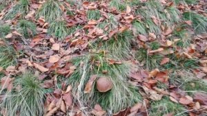 Білі гриби та боровики, глибока осінь листопад. Білі гриби в листопаді місяці в карпатах.