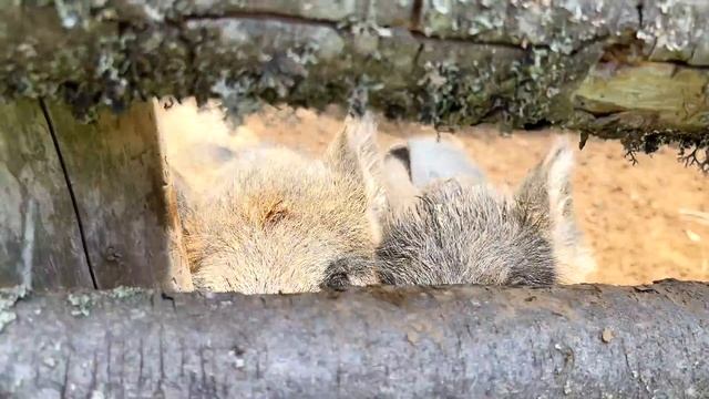 ХАСКИ НАПАЛ НА ЗМЕЮ / УРА! ДЕНЬ РОЖДЕНИЯ! смотреть онлайн