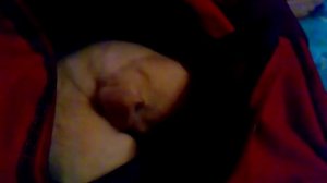 Мне купили собаку чихуахуа