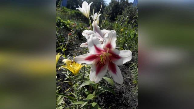 Дачные цветы времена года смотреть онлайн