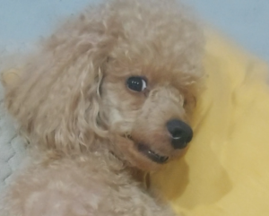 Элвис кушать хочешь.mp4