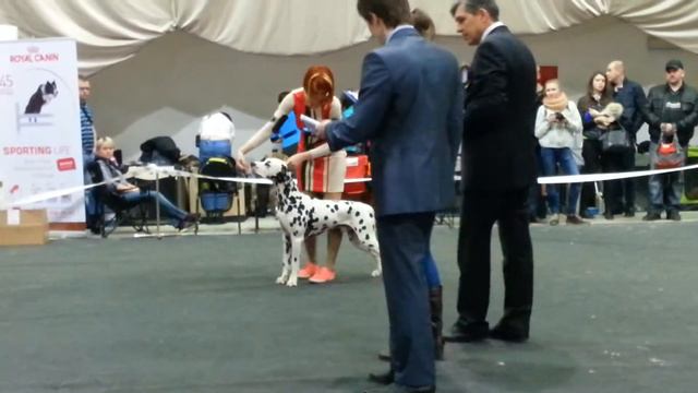 26/04/2015. Н.Новгород. Монопородка далматины. Класс чемпион, кобель. смотреть онлайн