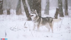 ЗИМА, СНЕГ. ЛЮБОВЬ! Лечебная музыка для сердца и сосудов! ВОССТАНОВЛЕНИЕ НЕРВНОЙ СИСТЕМЫ