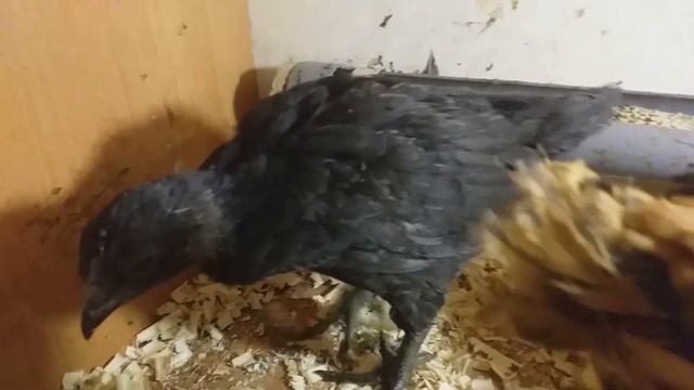 Цыплятам аппенцелер, маранам, брекель серебро- один месяц. смотреть онлайн