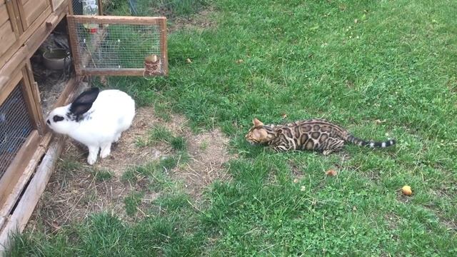 Бенгальский Кот охотиться на кролика￼ смотреть онлайн