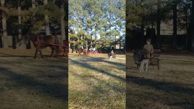 Wild Hearts Cowboy Carriage Rides