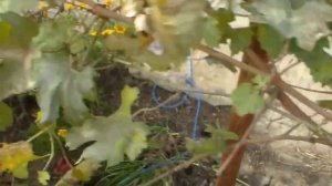 Виноград   Аккумулирование тепла