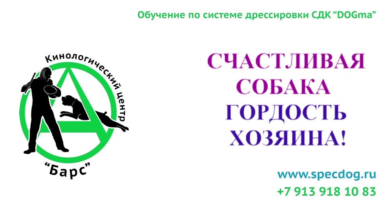 СЧАСТЛИВАЯ СОБАКА   ГОРДОСТЬ ХОЗЯИНА  Эфир 1 06 20