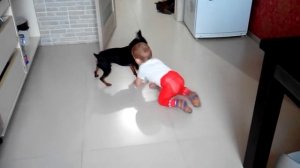 Цвергпинчер играет с ребёнком, или наоборот)))