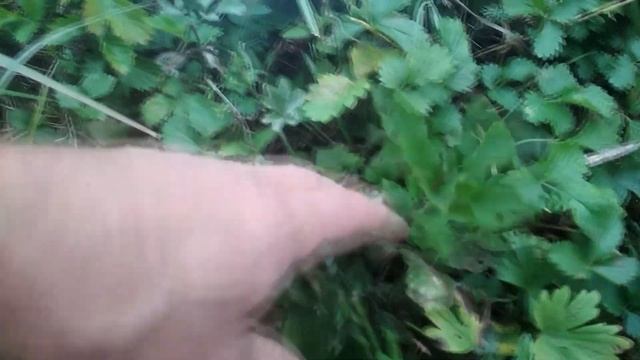 Как посадить яблоню из семечки
