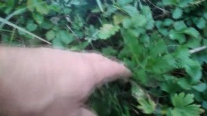 Как посадить яблоню из семечки