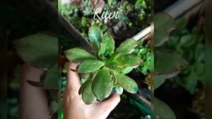 DIFFERENT KINDS OF SUCCULENT AND CACTUS WITH THEIR NAMES//PLANTITO PLANTITA//PRETTYGEM GUTZ