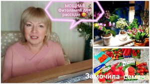 Готовимся к сезону.ФИТОЛАМПА для рассады.Повторяет свет солнца.СЕМЕНА замочила