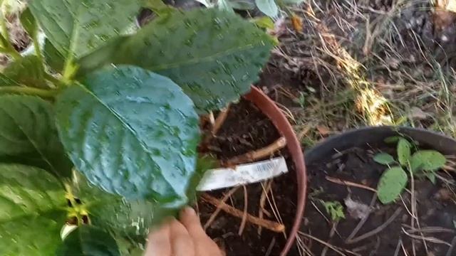 Обзор ремонтантной крупнолистной гортензии (макрофилы) Мисс Саори смотреть онлайн