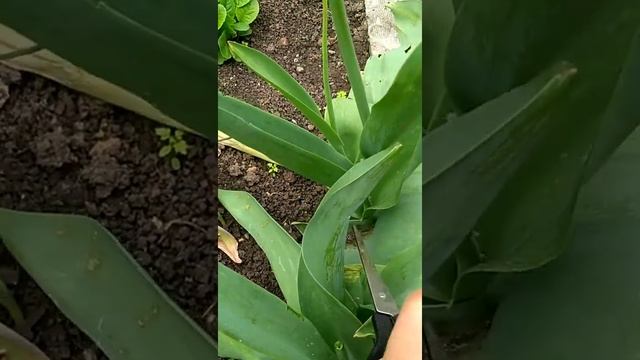 Тюльпаны/Уход/Что делать с тюльпанами после цветения