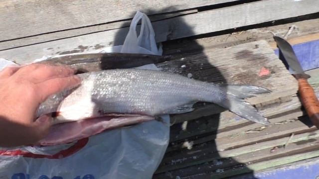 Сиг в шарабане, вкусная рыба горячего копчения, смотреть онлайн