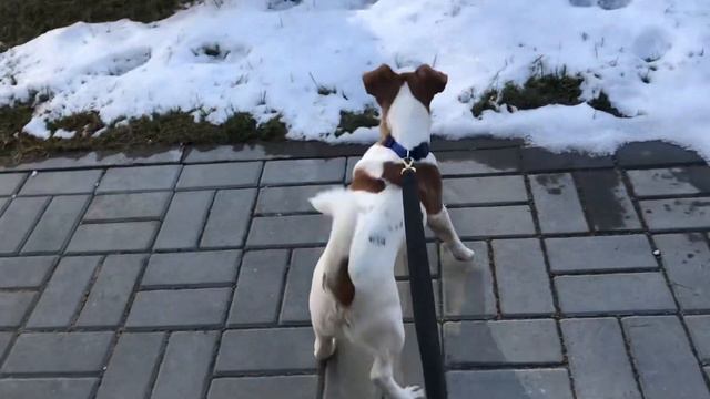 Джек-рассел Гектор - реакция на мяч😬 смотреть онлайн