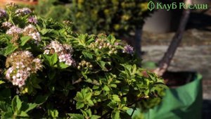 Випуск 121. Спірея японська Japanese Dwarf
