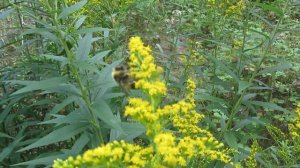 Золотарник канадский- целебные свойства*умная травка*