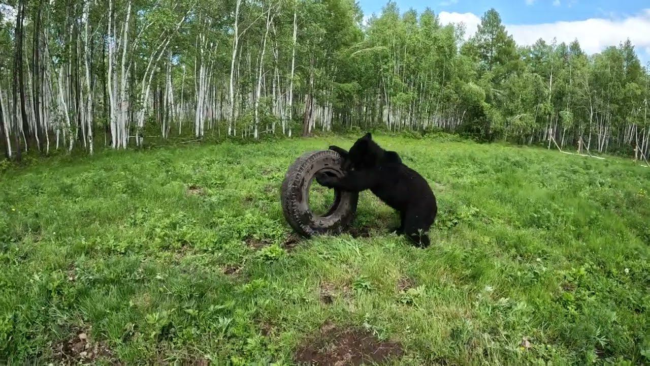 Медвежонок заигрался.