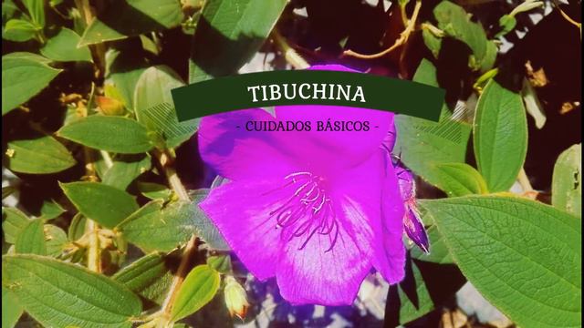 Tibuchina planta cuidados básicos en casa|¡Arbustos hermosos llenos de flores que te van a cautivar смотреть онлайн
