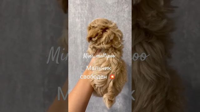 Мини мальтипу