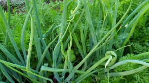 Уплотненные посадки овощей. Мало места на участке?! Подбираем растения для смешанных посадок.