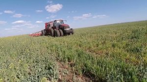Выращивание чечевицы. No-till 23.04.2018. Посев чечевицы красной