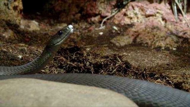 ТОП 5 самых опасных животных в мире смотреть онлайн