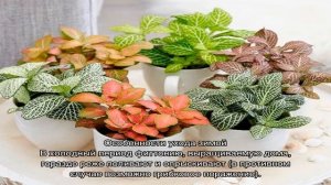 Фиттония микс — уход в домашних условиях