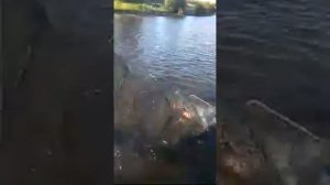 ПРУД КРУТЕНЬКИЙ. НЕЗАБЫВАЕМАЯ РЫБАЛКА.