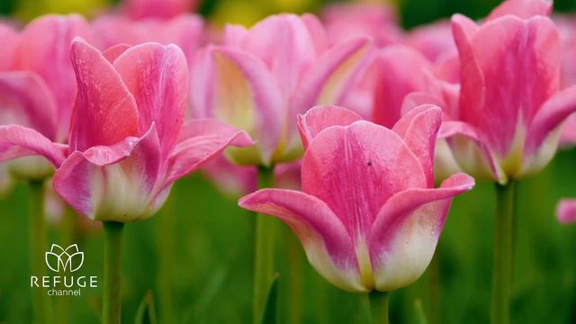 Relaxing Music and Nature Sounds to Sleep, Meditate and Stress Relieve смотреть онлайн