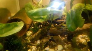 Крабы аквариумные содержание и уход