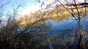 Тоз-34.Огромные селезни.Охота с подхода.