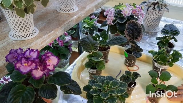 Верхний полив фиалок! Когда и сколько? Чем удобнее поливать? смотреть онлайн