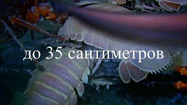 25 ЖУТКИХ МОРСКИХ СУЩЕСТВ В КОТОРЫЕ ТРУДНО ПОВЕРИТЬ