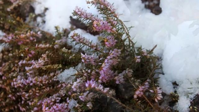 "Уленшпигель", "Снежное сожаление",(Snow in October, Schnee im Oktober) смотреть онлайн