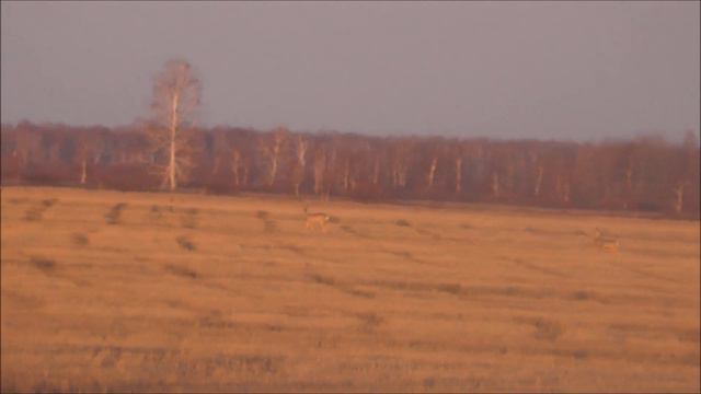 Сотни косуль в полях. Весенняя миграция. Hunderte Rehe in den Feldern. Frühjahrsmigration. смотреть онлайн