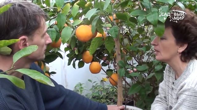 Апельсины в кадочной культуре Сайт Садовый мир смотреть онлайн