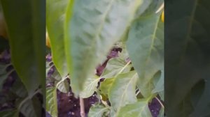 Перец сладкий Винни-Пух