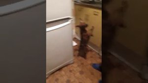 Как заставить собаку есть.mp4