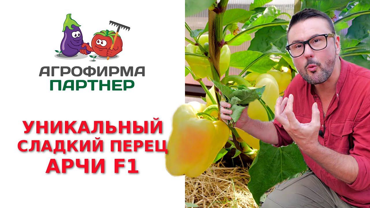 УНИКАЛЬНЫЙ СЛАДКИЙ ПЕРЕЦ АРЧИ F1