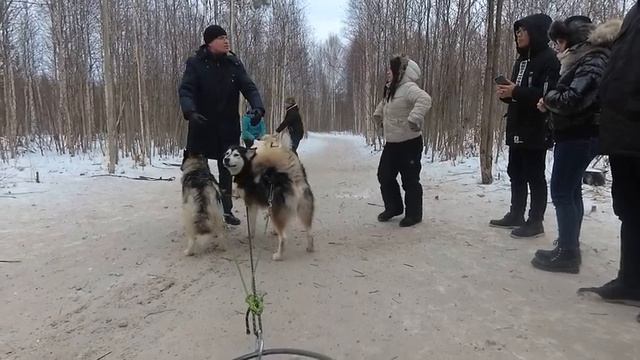 Эльбрус - питомник ездовых собак. Хаски, самоеды и маламуты милота! смотреть онлайн